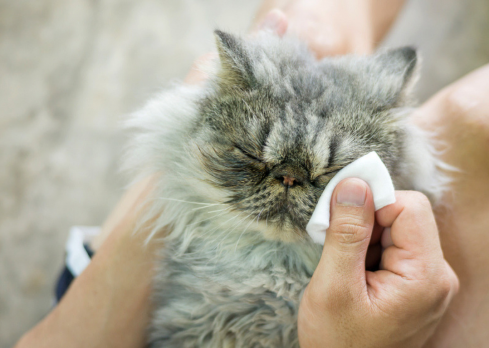 Pourquoi les chats ont-ils des moustaches ? Et des réponses à 50 autres questions sur les chatons 