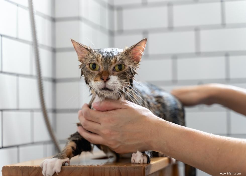 Pourquoi les chats ont-ils des moustaches ? Et des réponses à 50 autres questions sur les chatons 