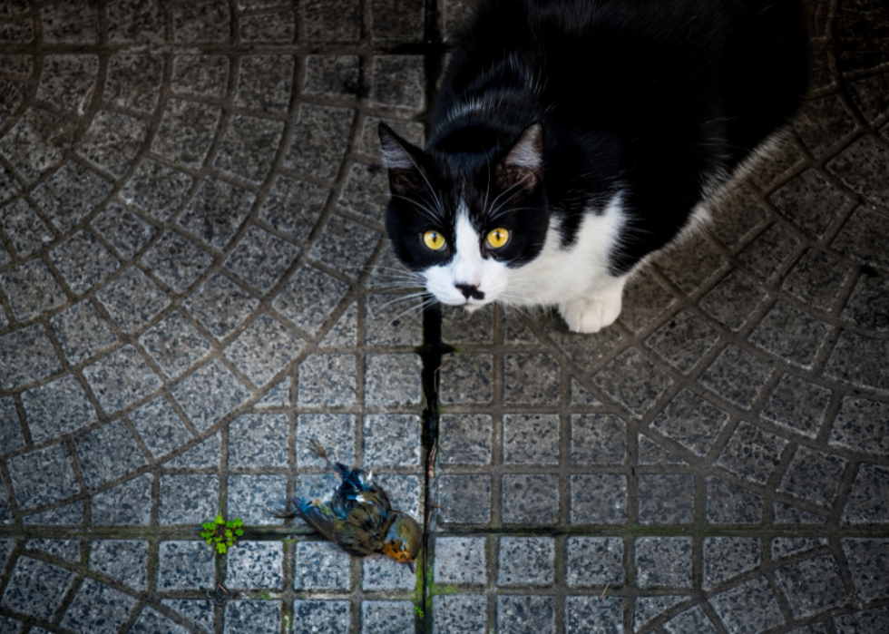 Pourquoi les chats ont-ils des moustaches ? Et des réponses à 50 autres questions sur les chatons 