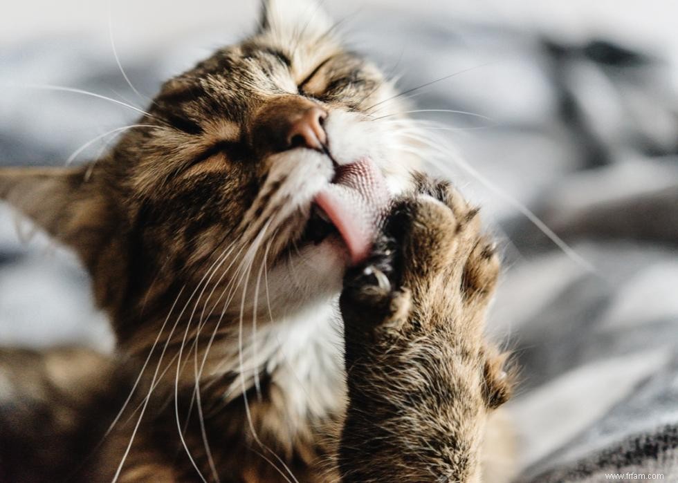 Pourquoi les chats ont-ils des moustaches ? Et des réponses à 50 autres questions sur les chatons 