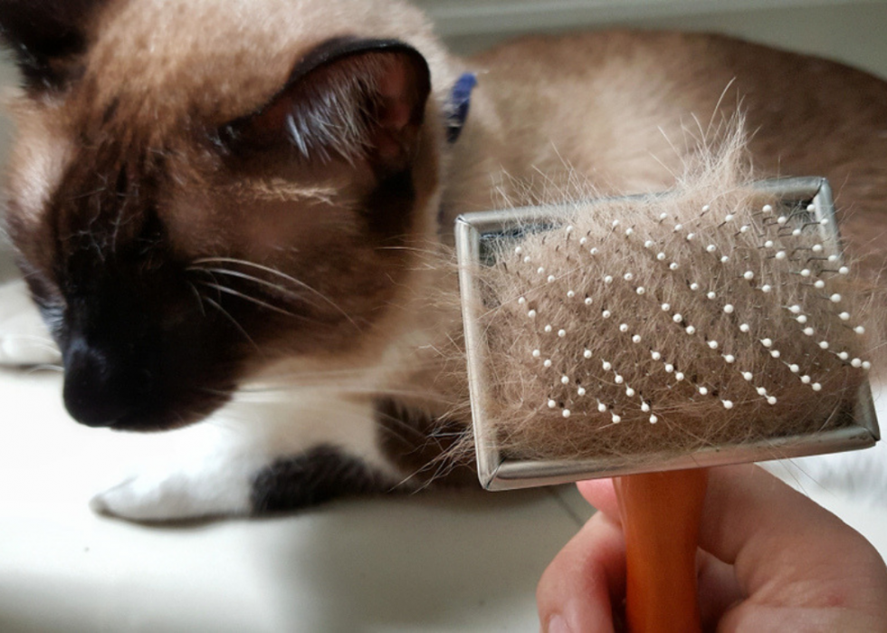 Pourquoi les chats ont-ils des moustaches ? Et des réponses à 50 autres questions sur les chatons 