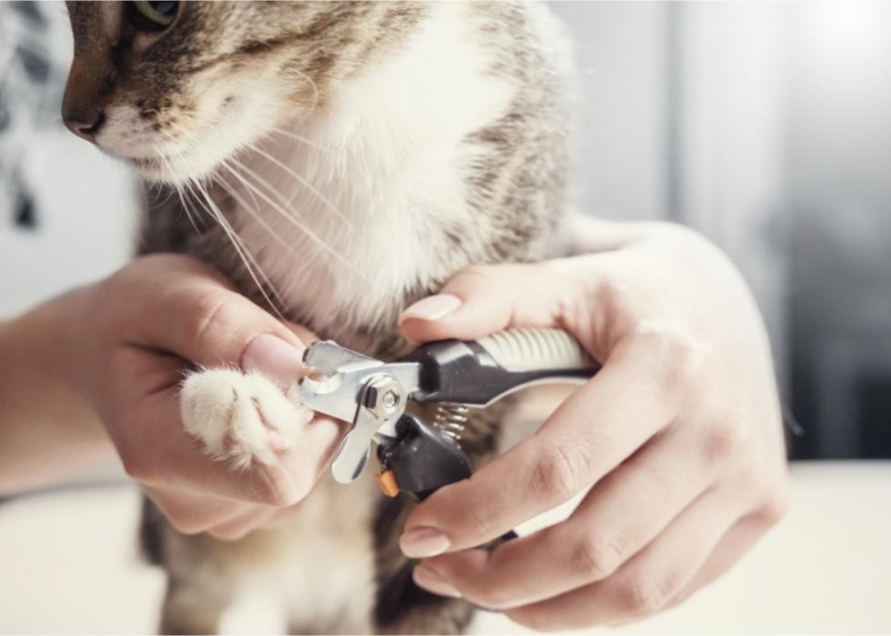 Pourquoi les chats ont-ils des moustaches ? Et des réponses à 50 autres questions sur les chatons 