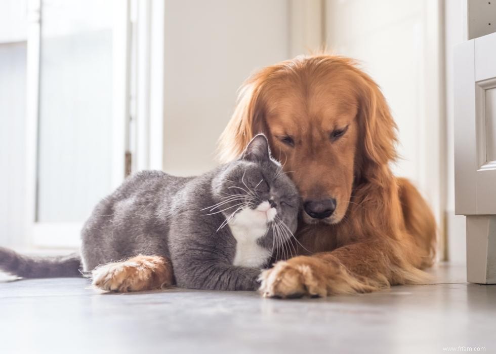 Pourquoi les chats ont-ils des moustaches ? Et des réponses à 50 autres questions sur les chatons 