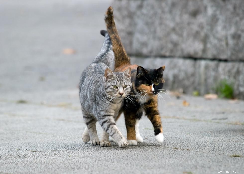 Pourquoi les chats ont-ils des moustaches ? Et des réponses à 50 autres questions sur les chatons 