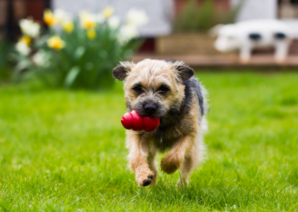 Races de chiens les plus populaires en Amérique 2021 