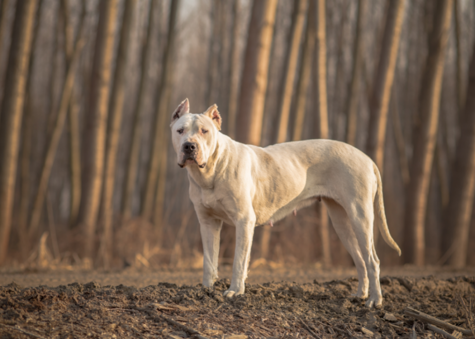 Races de chiens les plus populaires en Amérique 2021 