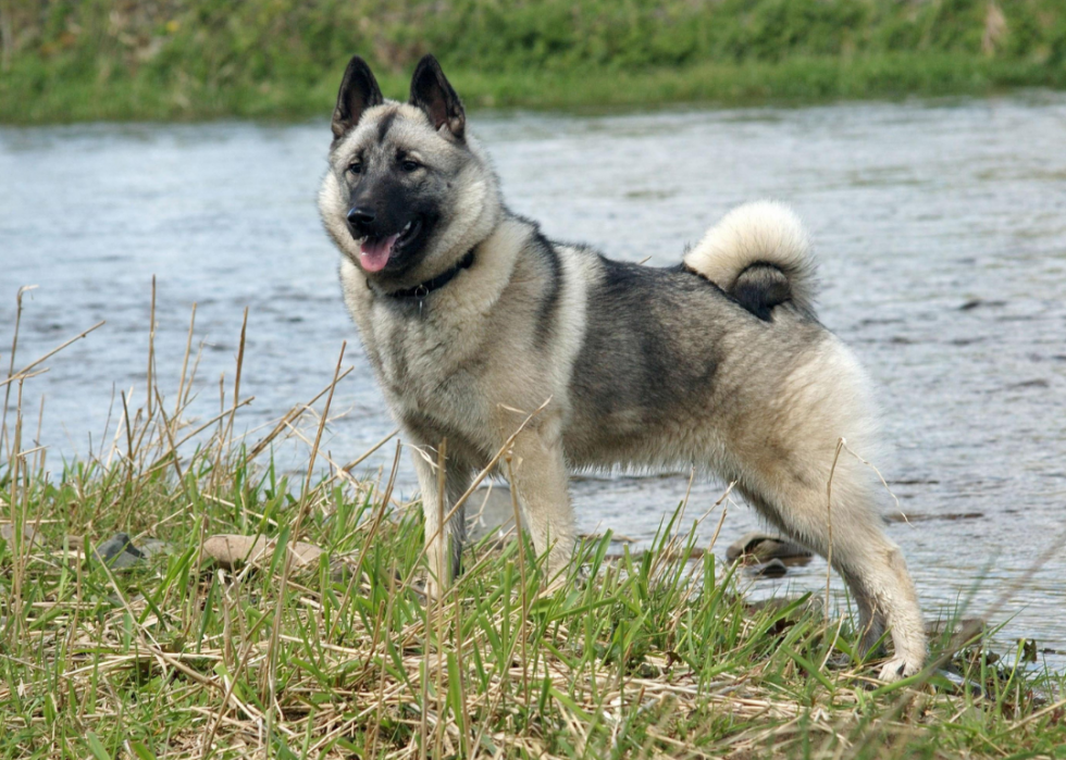 Races de chiens les plus populaires en Amérique 2021 