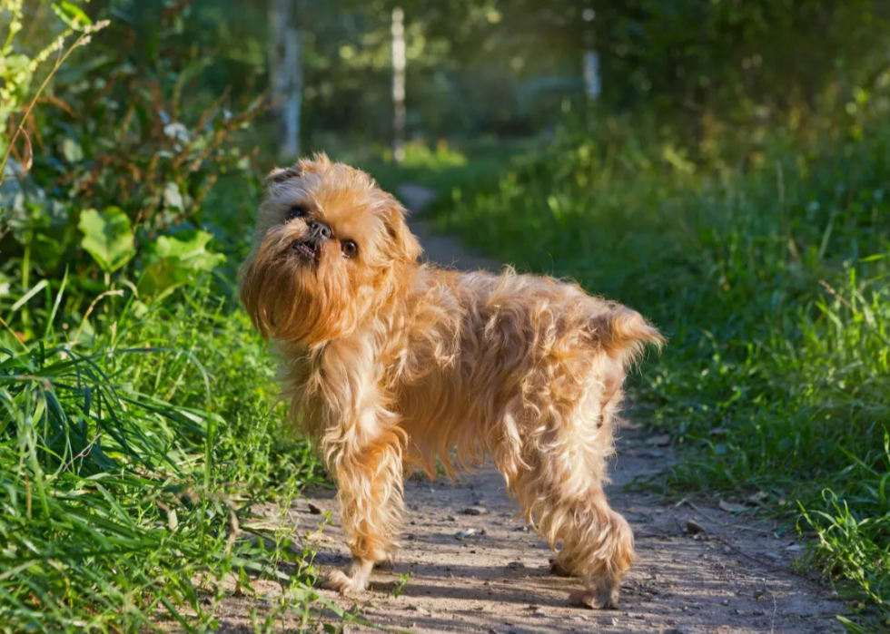 Races de chiens les plus populaires en Amérique 2021 