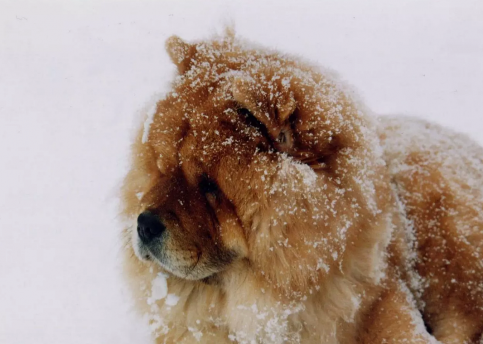 Races de chiens les plus populaires en Amérique 2021 