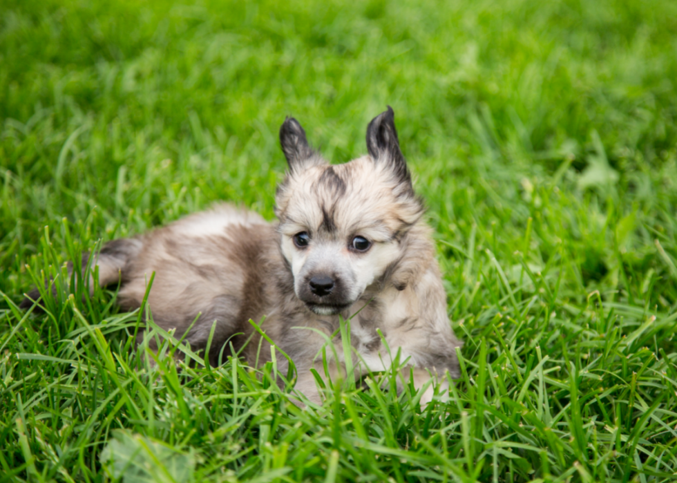 Races de chiens les plus populaires en Amérique 2021 