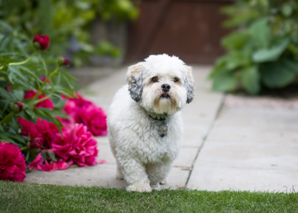 Races de chiens les plus populaires en Amérique 2021 