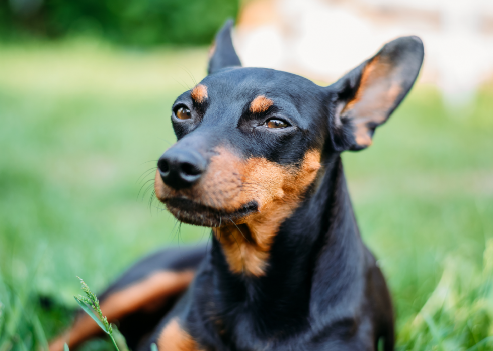 Races de chiens les plus populaires en Amérique 2021 