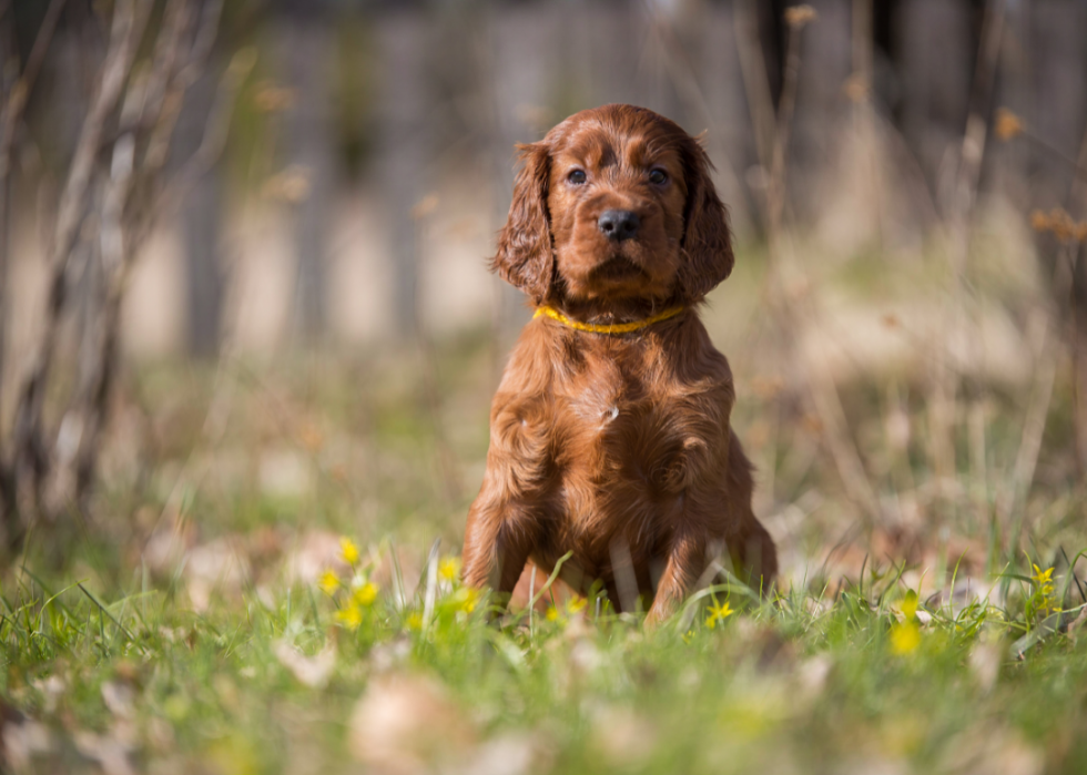 Races de chiens les plus populaires en Amérique 2021 