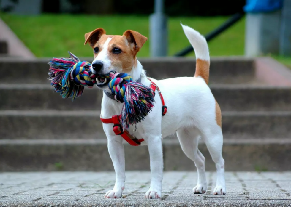 Races de chiens les plus populaires en Amérique 2021 