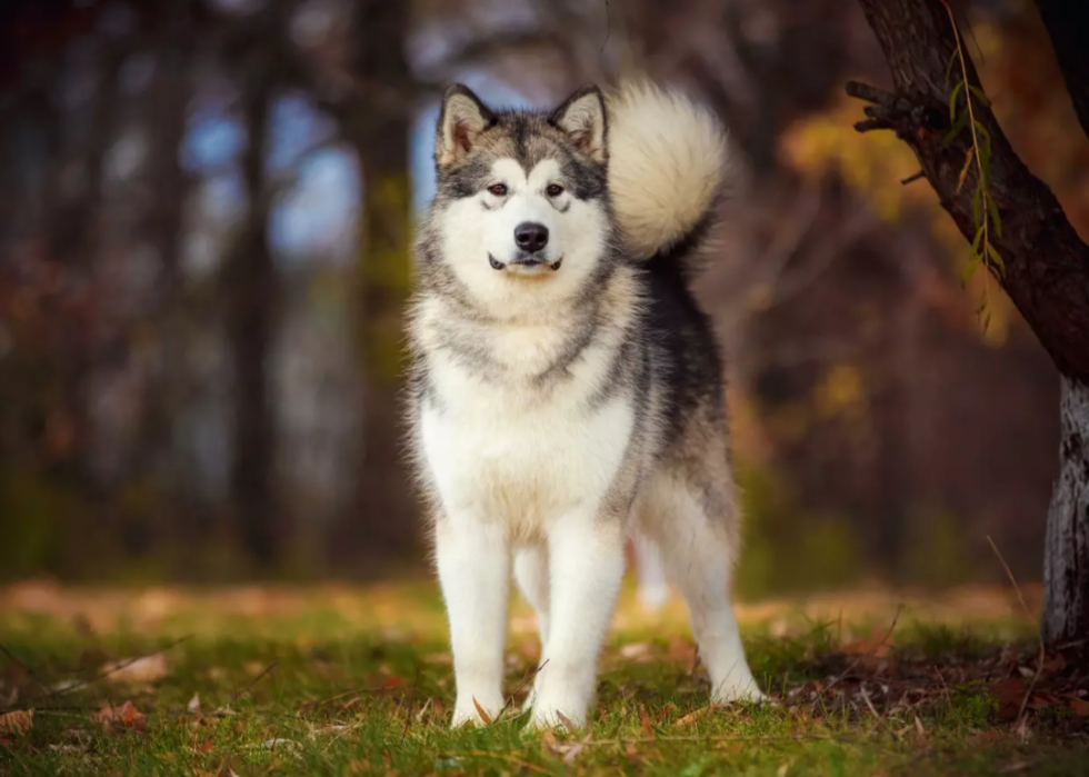 Races de chiens les plus populaires en Amérique 2021 