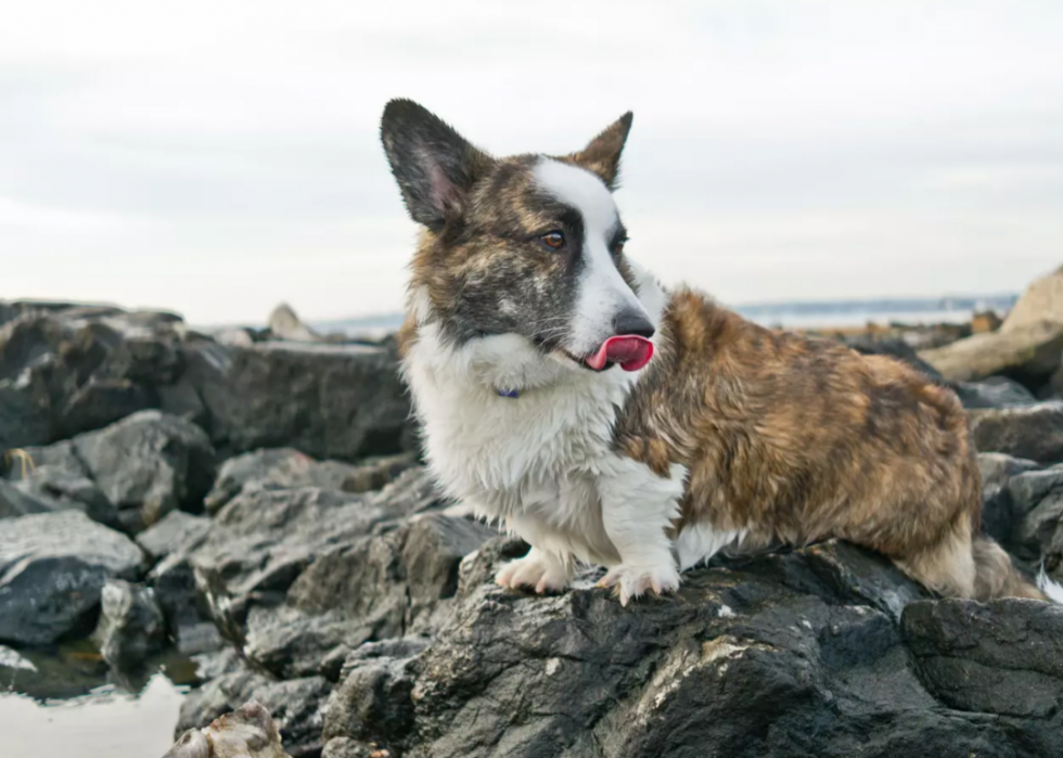 Races de chiens les plus populaires en Amérique 2021 