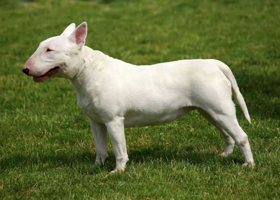 Races de chiens les plus populaires en Amérique 2021 