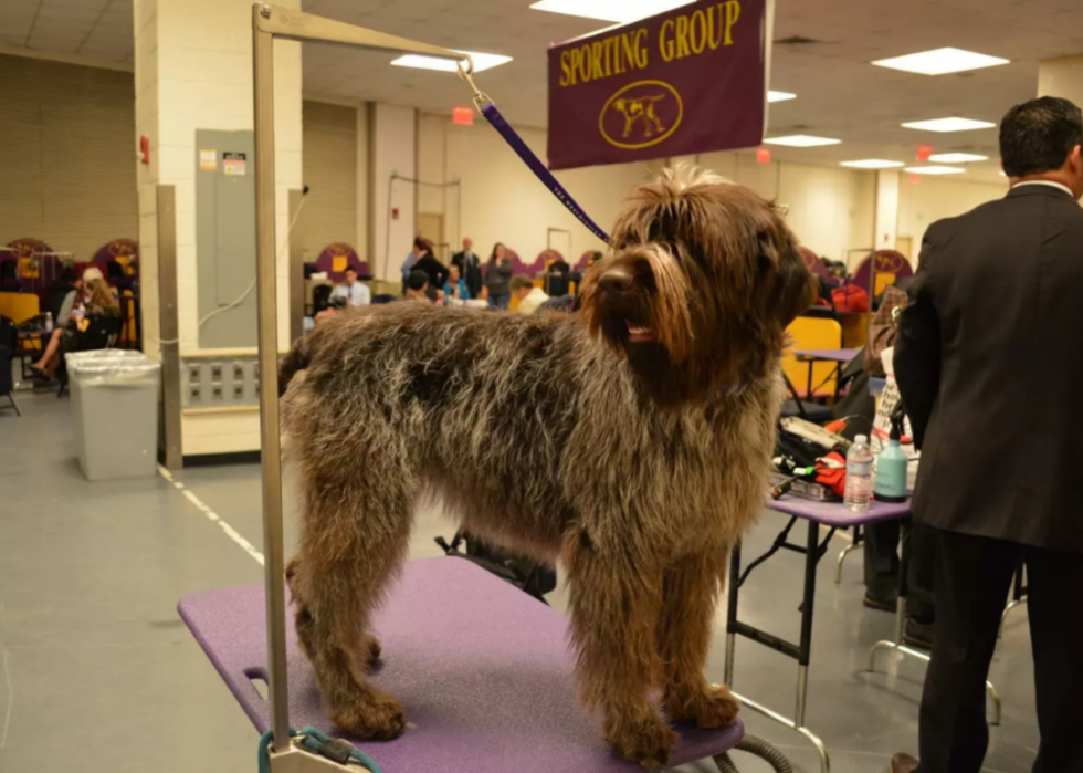 Races de chiens les plus populaires en Amérique 2021 