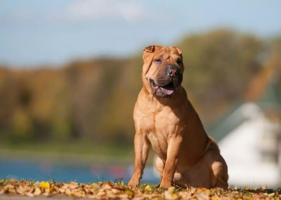 Races de chiens les plus populaires en Amérique 2021 