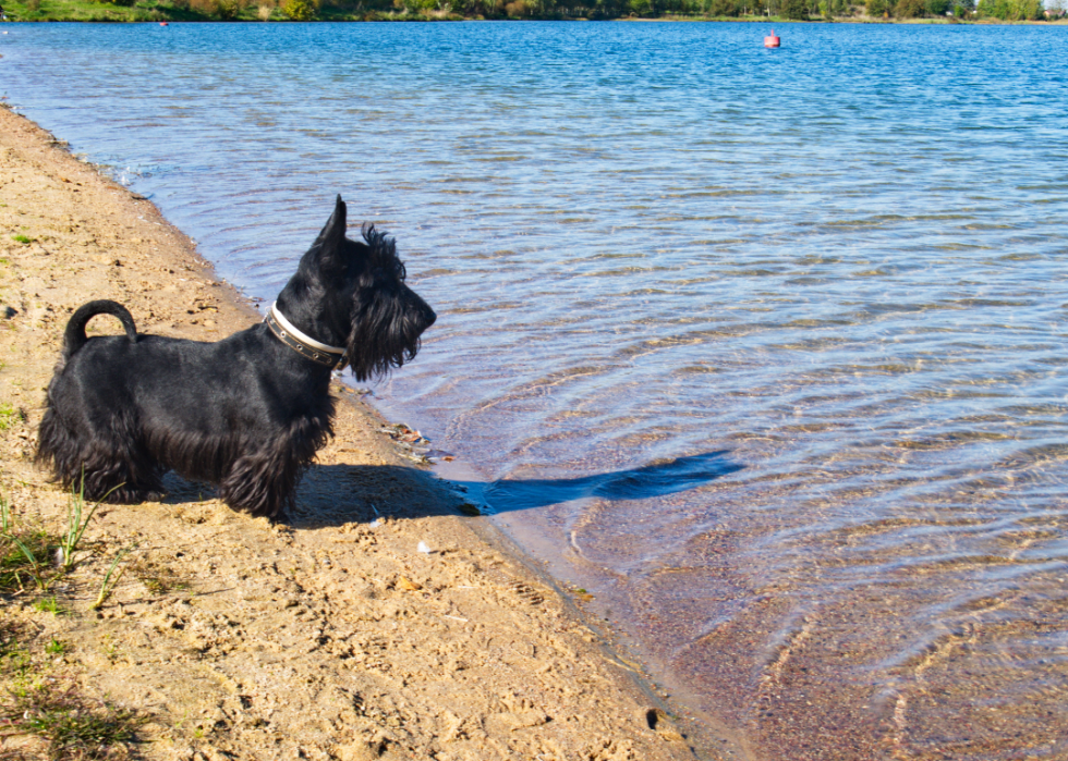 Races de chiens les plus populaires en Amérique 2021 