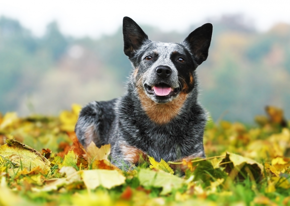 Races de chiens les plus populaires en Amérique 2021 