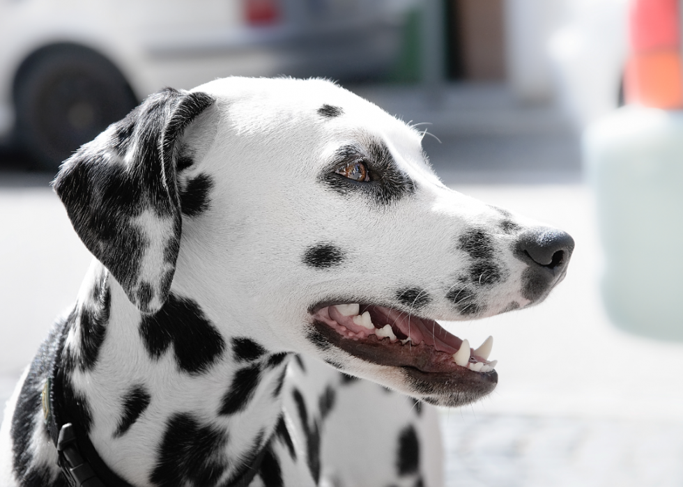 Races de chiens les plus populaires en Amérique 2021 