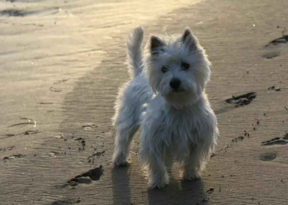 Races de chiens les plus populaires en Amérique 2021 