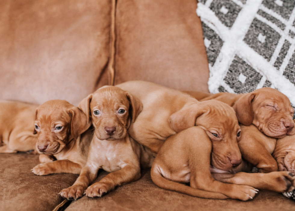 Races de chiens les plus populaires en Amérique 2021 