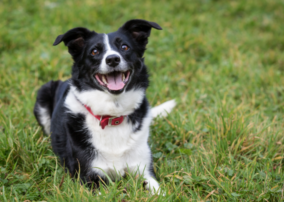 Races de chiens les plus populaires en Amérique 2021 