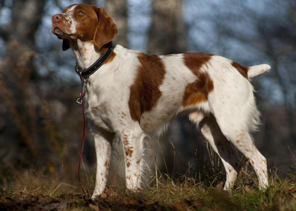 Races de chiens les plus populaires en Amérique 2021 