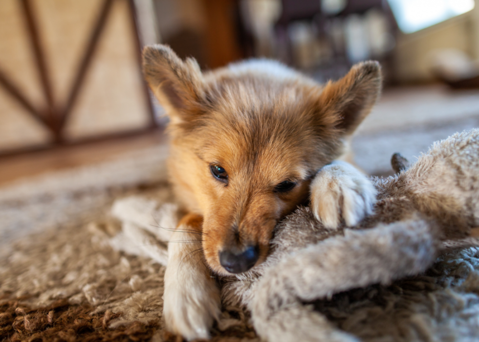 Races de chiens les plus populaires en Amérique 2021 