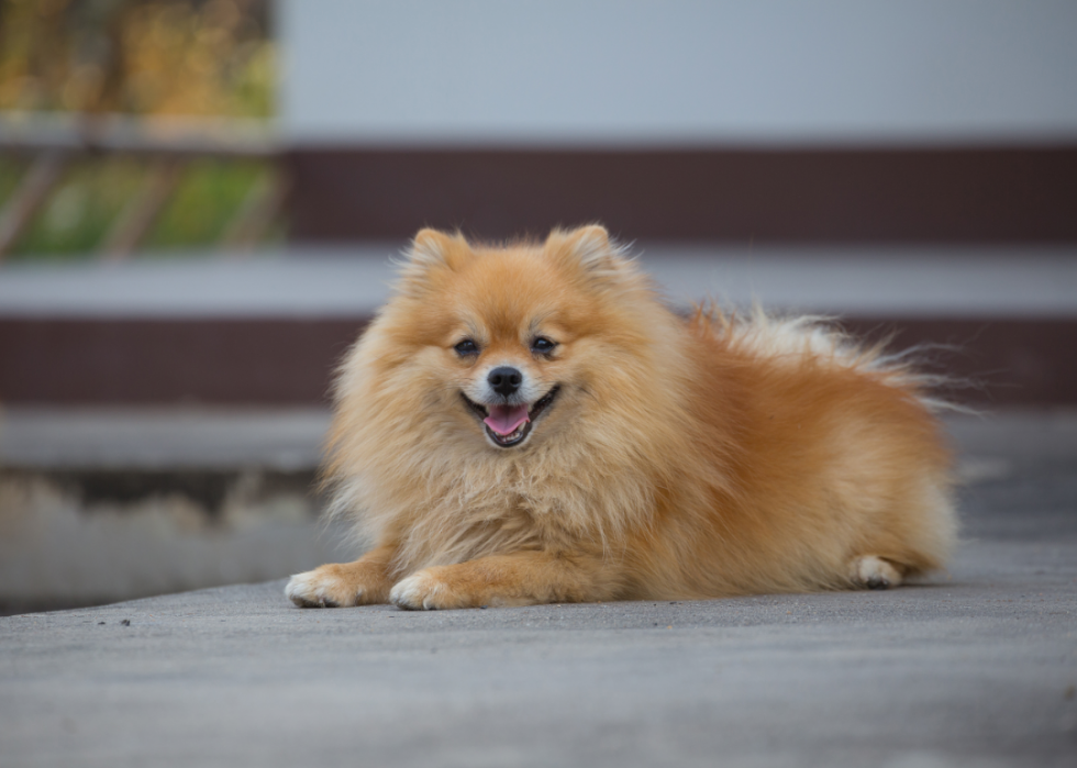 Races de chiens les plus populaires en Amérique 2021 