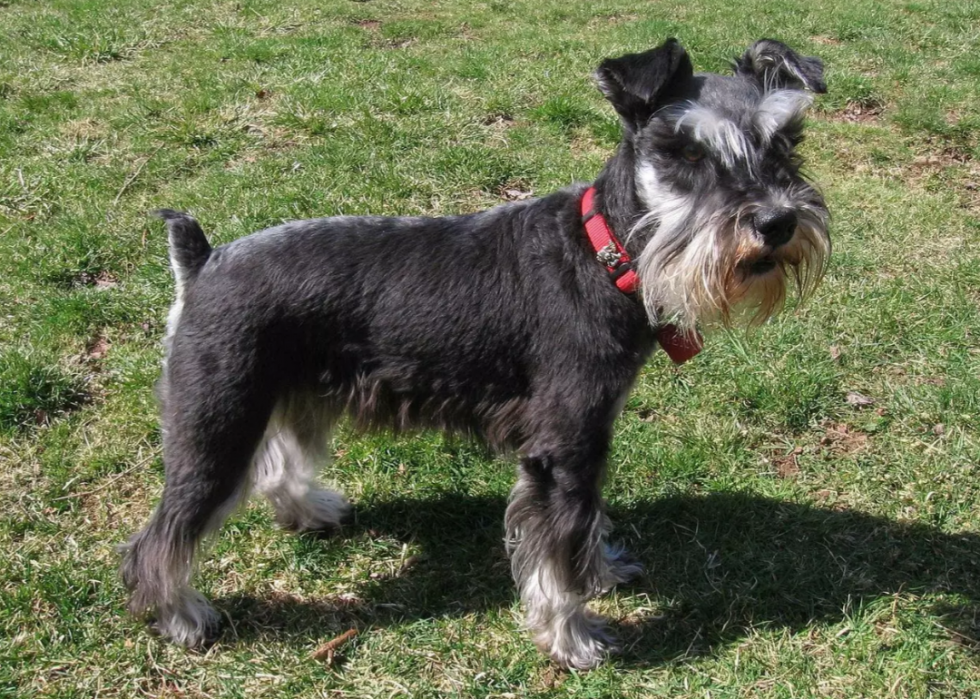 Races de chiens les plus populaires en Amérique 2021 