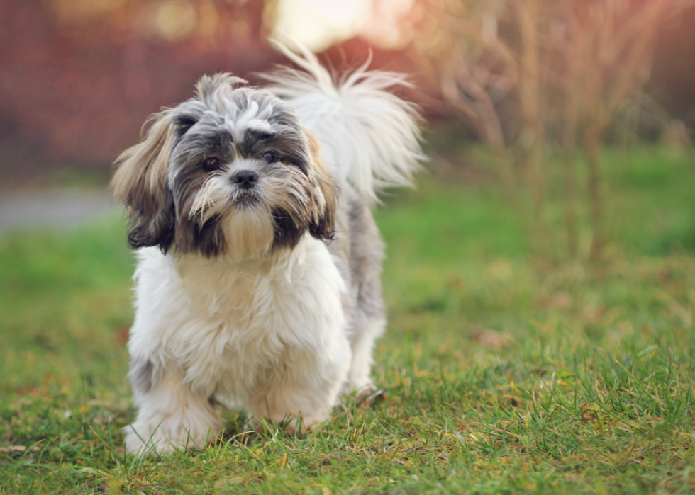 Races de chiens les plus populaires en Amérique 2021 