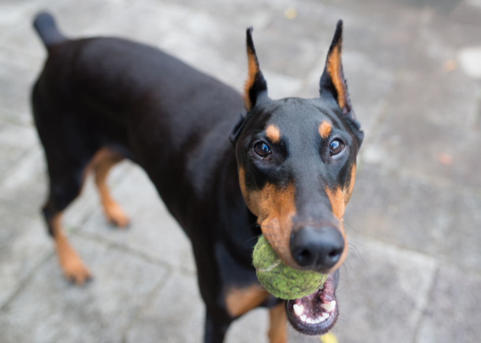 Races de chiens les plus populaires en Amérique 2021 