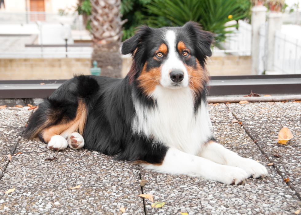 Races de chiens les plus populaires en Amérique 2021 