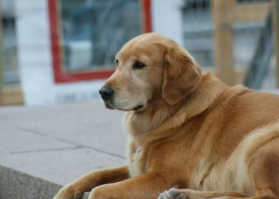 Races de chiens les plus populaires en Amérique 2021 