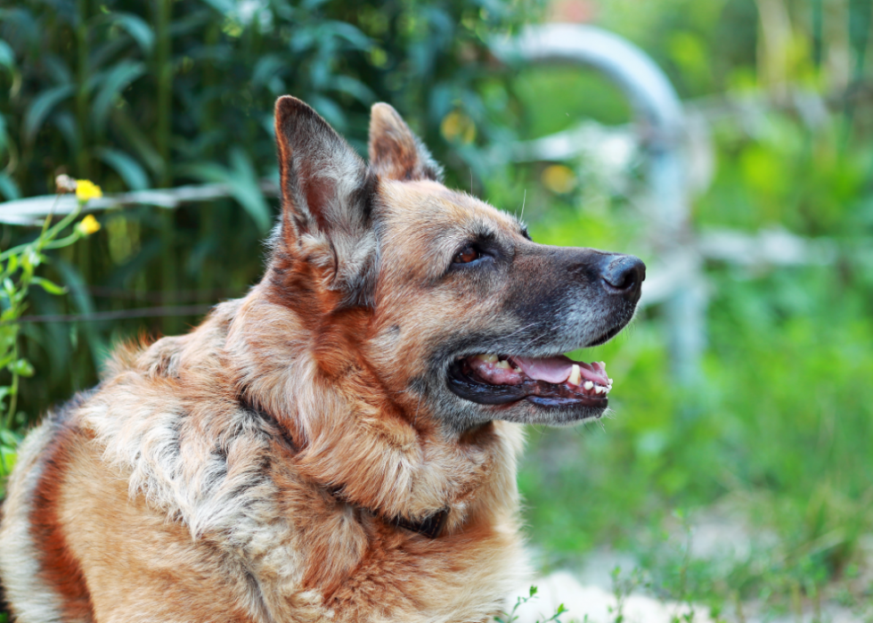 Races de chiens les plus populaires en Amérique 2021 