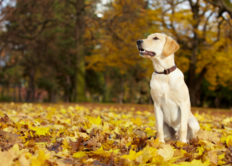 Races de chiens les plus populaires en Amérique 2021 