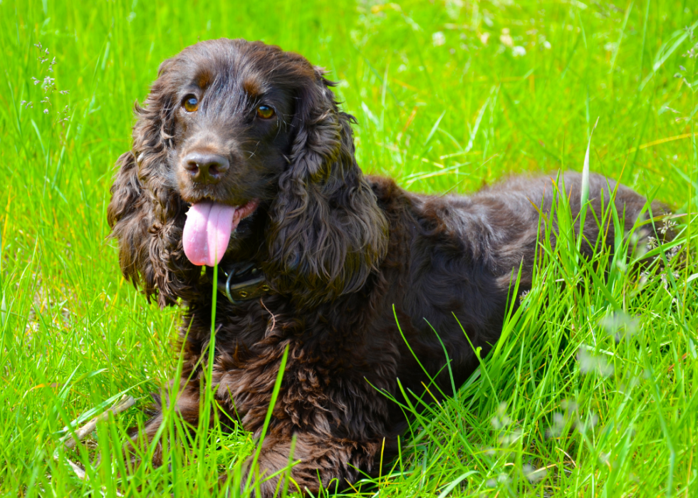 Les races de chiens les plus populaires qui ne muent pas 