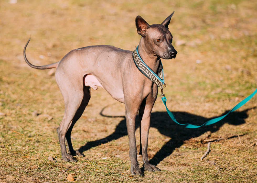 Les races de chiens les plus populaires qui ne muent pas 