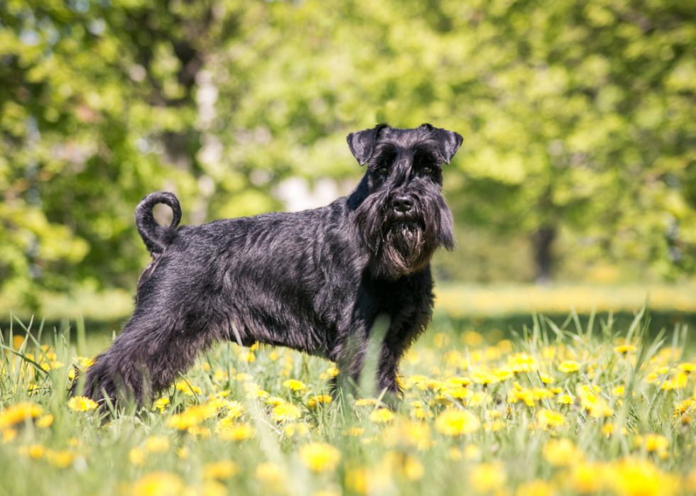 Les races de chiens les plus populaires qui ne muent pas 