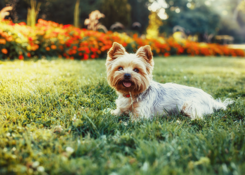 Les races de chiens les plus populaires qui ne muent pas 