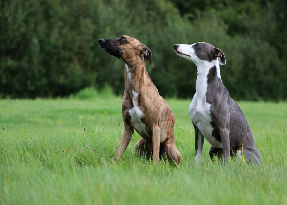 Les races de chiens gagnent en popularité 