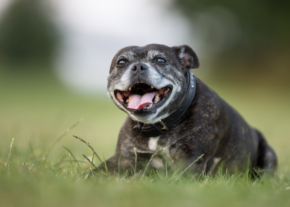 Les races de chiens gagnent en popularité 