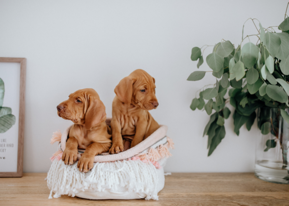 Les races de chiens gagnent en popularité 