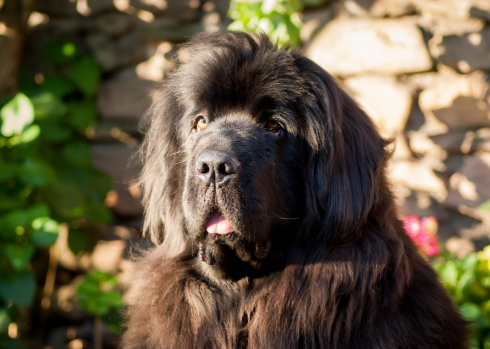 Les races de chiens gagnent en popularité 