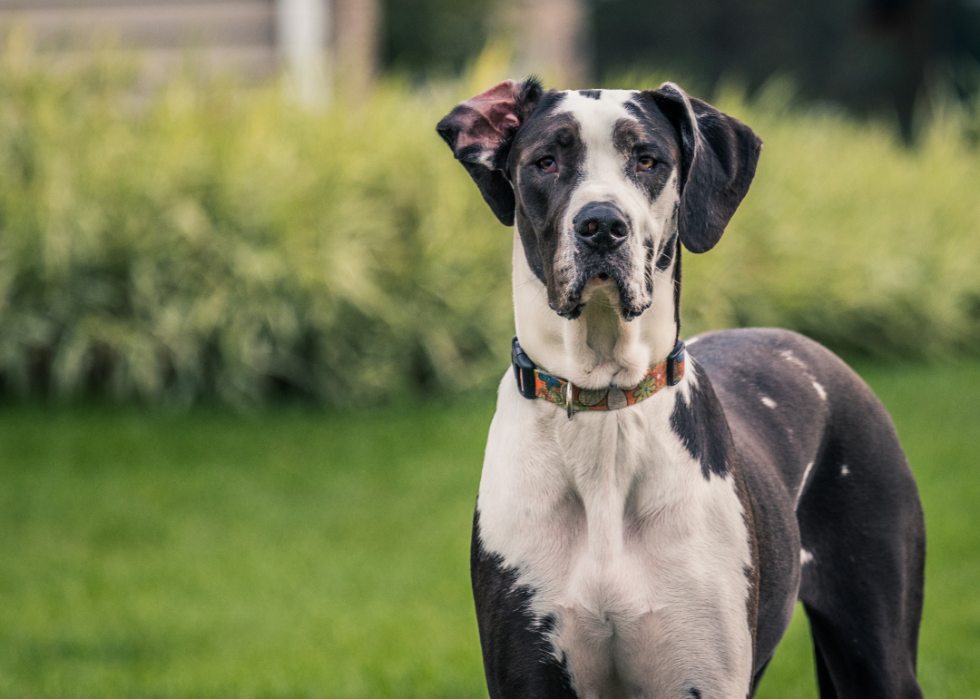 Les races de chiens gagnent en popularité 