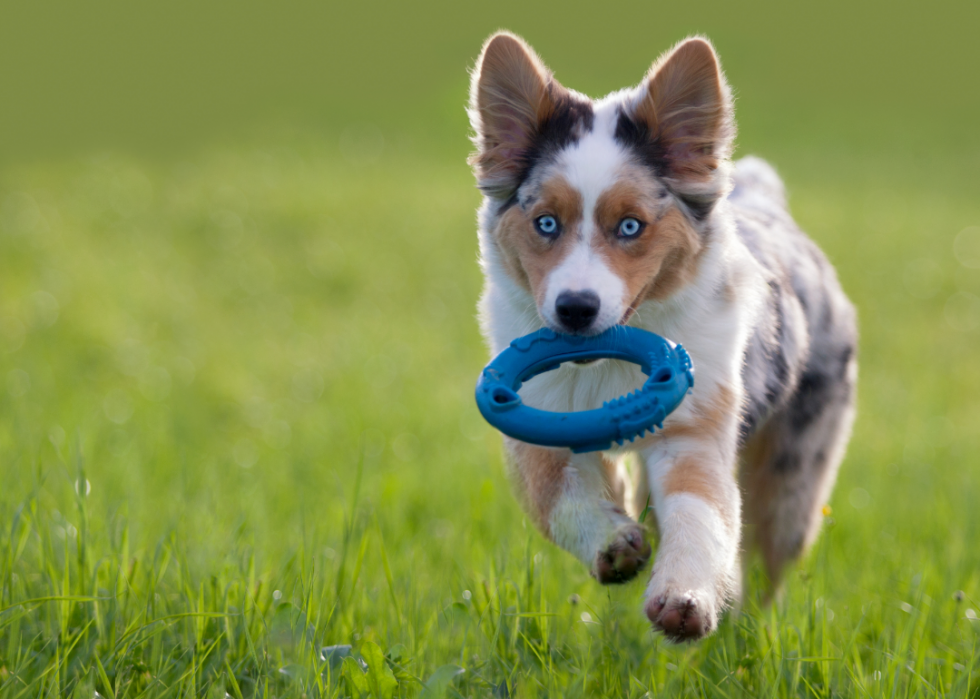 Les races de chiens gagnent en popularité 