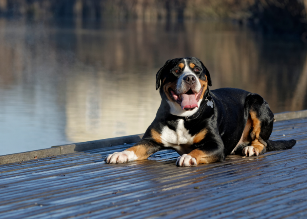 Les races de chiens gagnent en popularité 